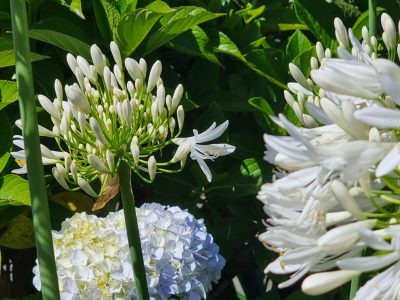 FLOWERS OF MADEIRA 6