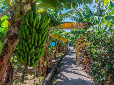 Banana growing at the Banana Route - Madalena do Mar on the island of Madeira, Portugal