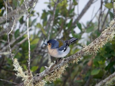 Madeireense vink