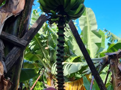 Rota de Banana 2